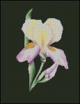 (image for) Single Iris Flower